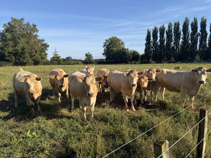 Cattle grazing in a paddock